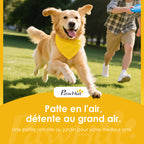Équipements d'entraînement agilité pour chien kit d'équipement d'agilité pour chien 3 pièces en bois massif gris-8